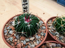 Stenocactus phyllacanthus violaciflorus NAGL101.82