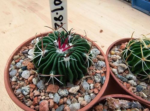 Stenocactus phyllacanthus violaciflorus NAGL101.82