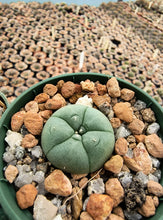 Lophophora williamsii RS 738