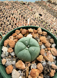 Lophophora williamsii RS 738