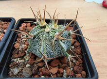 Astrophytum ornatum PP885