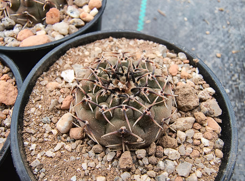 Gymnocalycium occultum P131a