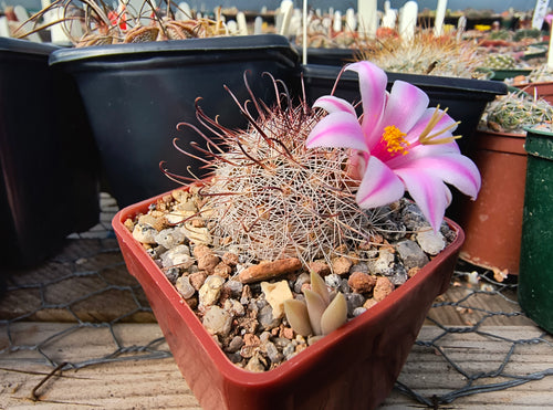 Mammillaria louisae ZRI 572