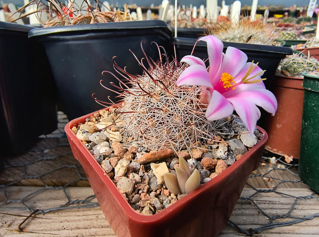 Mammillaria louisae ZRI 572