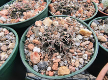 Gymnocalycium frankianum VoS2333