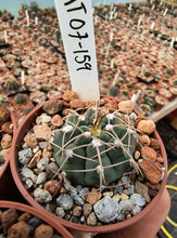 Gymnocalycium vatteri MT07-159