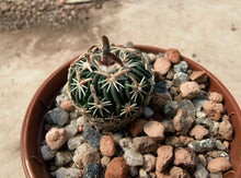 Stenocactus phyllacanthus RS454c