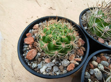 Weingartia neocumingii buiningiana FR816