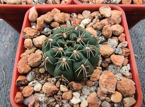 Gymnocalycium morroense TOM 07-211/1