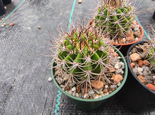 Acanthocalycium sp. LB364