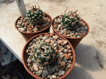 Stenocactus phyllacanthus RS454c