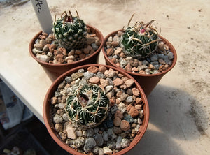 Stenocactus phyllacanthus RS454c