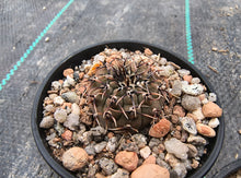Gymnocalycium occultum P131a