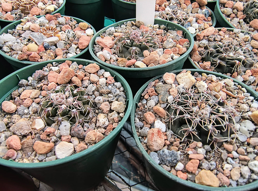 Gymnocalycium frankianum VoS2333