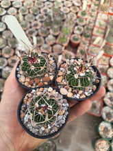 Stenocactus crispatus SB437
