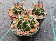 Melocactus sp. HU157