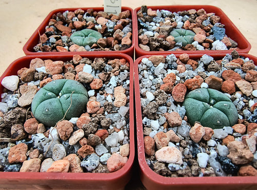 Lophophora williamsii v. decipiens P3403/1