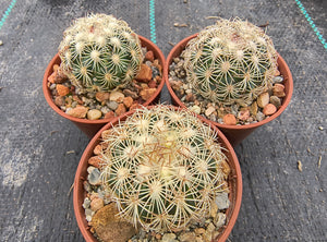 Coryphantha echinoidea GM470