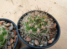 Weingartia neocumingii buiningiana FR816