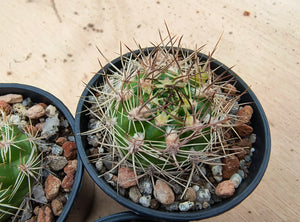 Weingartia neocumingii buiningiana FR816