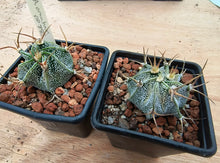 Astrophytum ornatum PP885