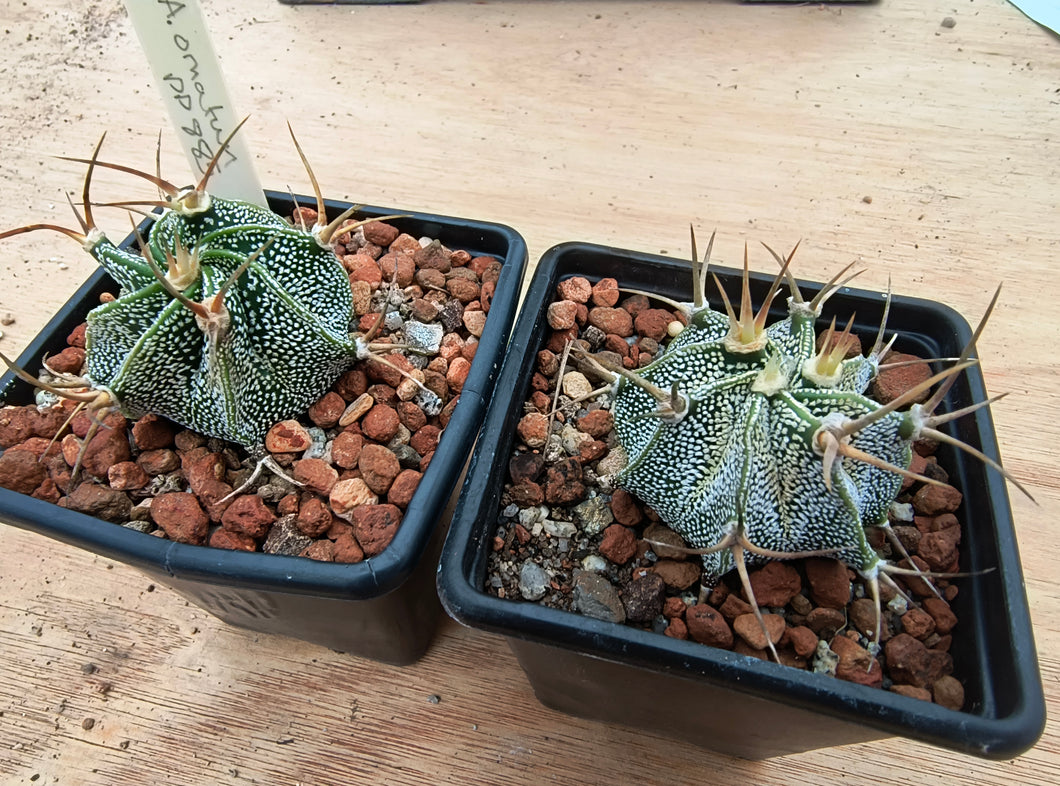 Astrophytum ornatum PP885
