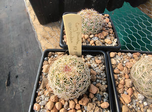 Coryphantha echinoidea KPP1818