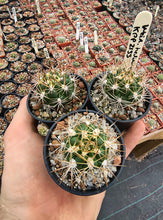 Weingartia hediniana KPP2133