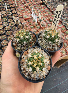 Weingartia hediniana KPP2133