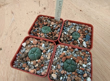 Lophophora williamsii v. decipiens P3403/1
