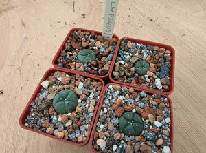 Lophophora williamsii v. decipiens P3403/1