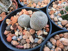 Aylostera heliosa RH1030
