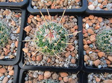 Stenocactus wippermannii
