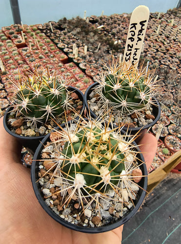 Weingartia hediniana KPP2133