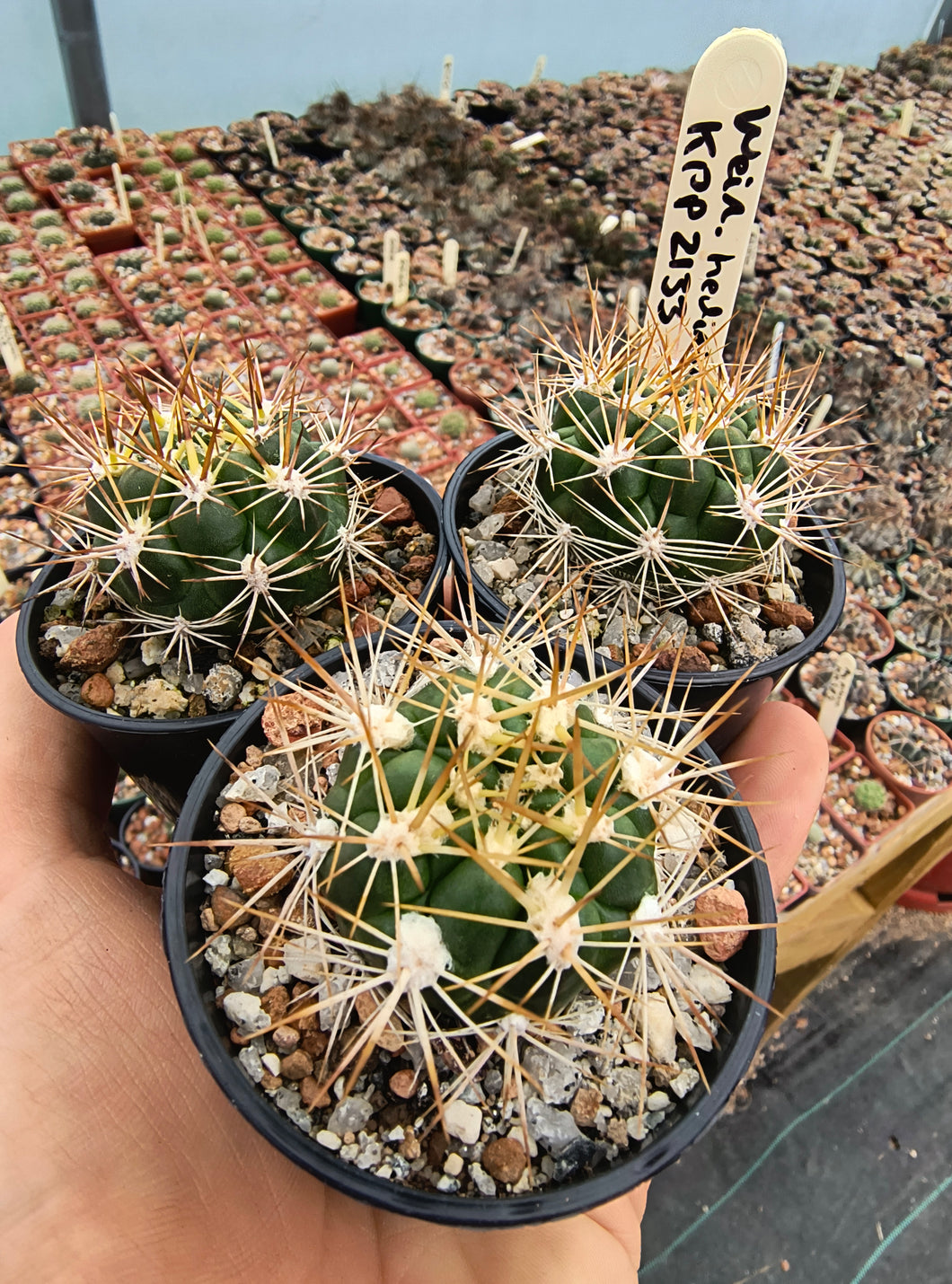 Weingartia hediniana KPP2133