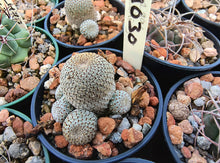 Aylostera heliosa RH1030