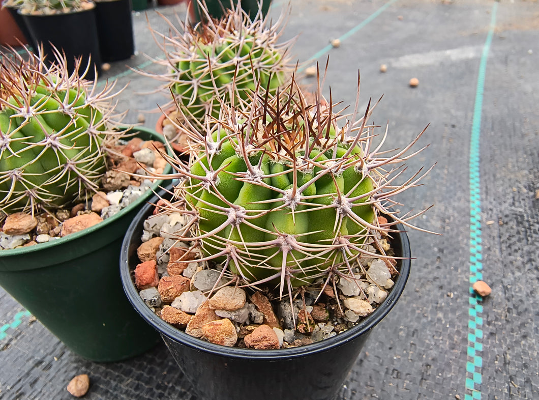 Acanthocalycium sp. LB364