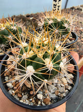 Weingartia hediniana KPP2133