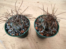 Astrophytum capricorne v.minor SB323