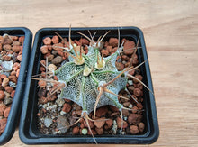 Astrophytum ornatum PP885