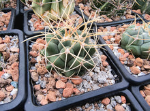 Thelocactus hexaedrophorus fma. major RS290