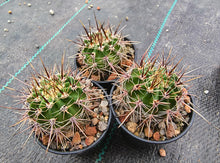 Lobivia aurea subsp. fallax JS 238