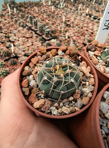 Gymnocalycium vatteri MT07-159