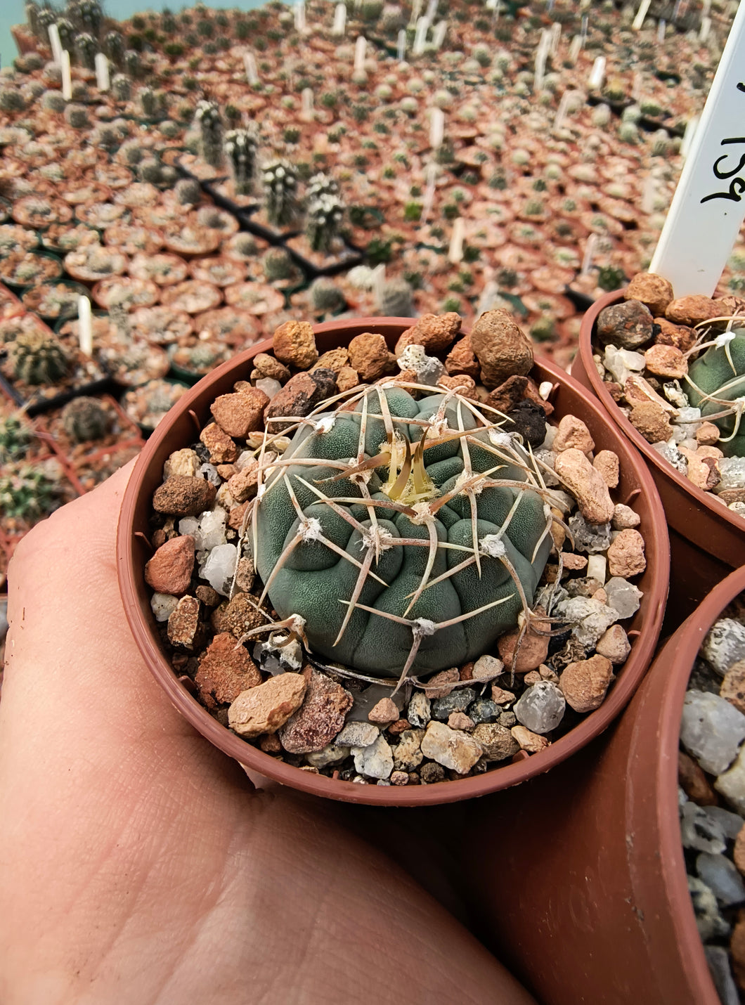 Gymnocalycium vatteri MT07-159