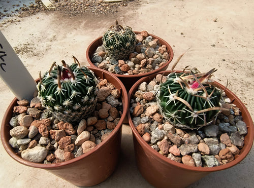 Stenocactus phyllacanthus RS454c