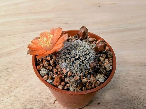 Aylostera buiningiana WR511