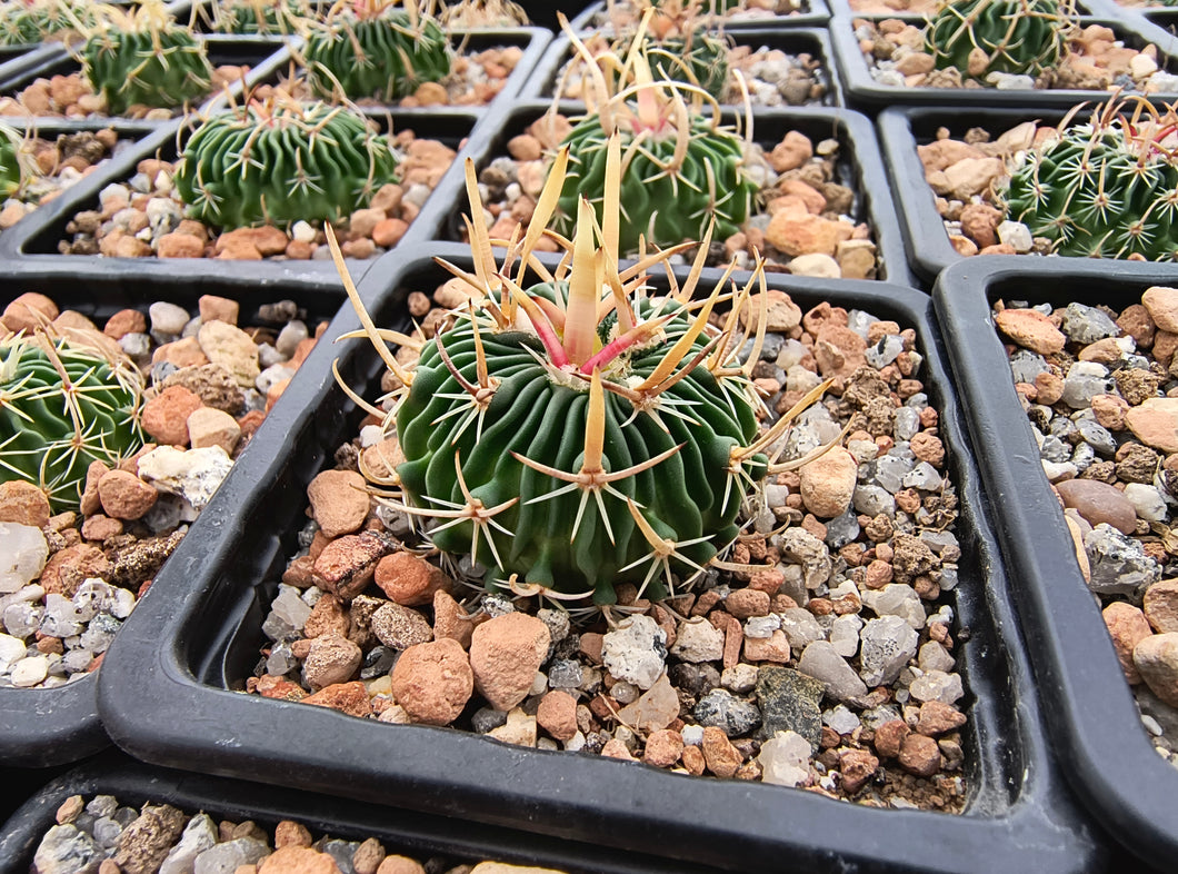 Stenocactus pentacanthus tulensis PP408
