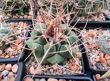 Thelocactus hexaedrophorus fma. major RS290