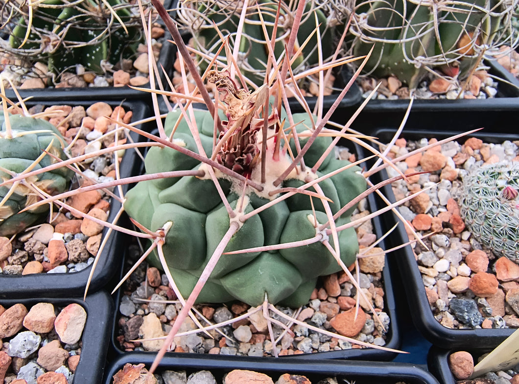 Thelocactus hexaedrophorus fma. major RS290
