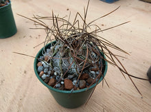 Astrophytum capricorne v.minor SB323